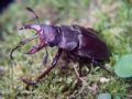 Lucanus tetraodon